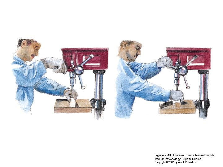 Figure 2. 40 The southpaw’s hazardous life Myers: Psychology, Eighth Edition Copyright © 2007