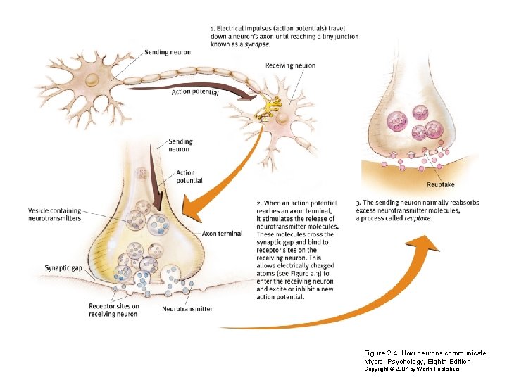 Figure 2. 4 How neurons communicate Myers: Psychology, Eighth Edition Copyright © 2007 by