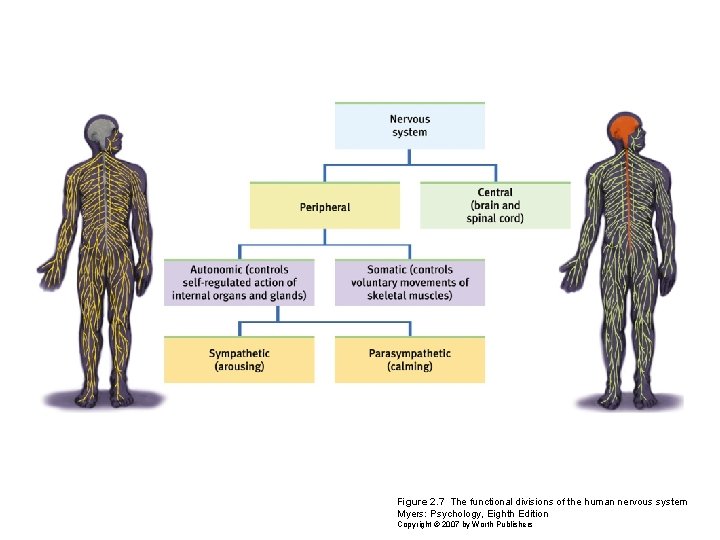 Figure 2. 7 The functional divisions of the human nervous system Myers: Psychology, Eighth