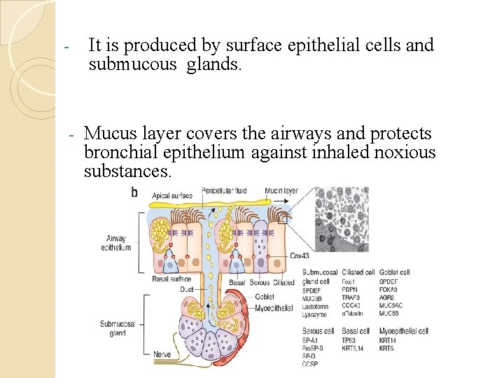 - It is produced by surface epithelial cells and submucous glands. - Mucus layer