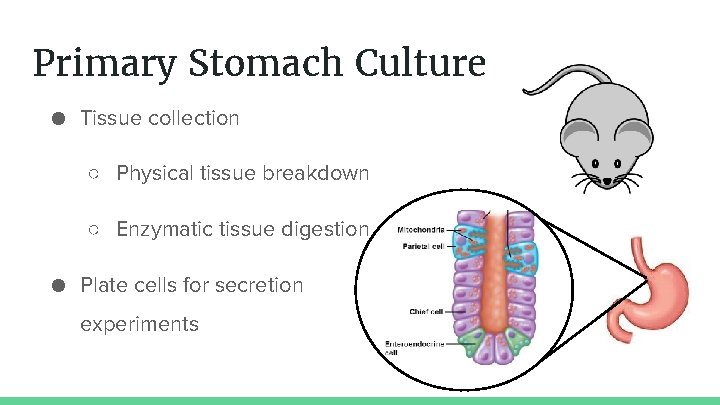 Primary Stomach Culture ● Tissue collection ○ Physical tissue breakdown ○ Enzymatic tissue digestion