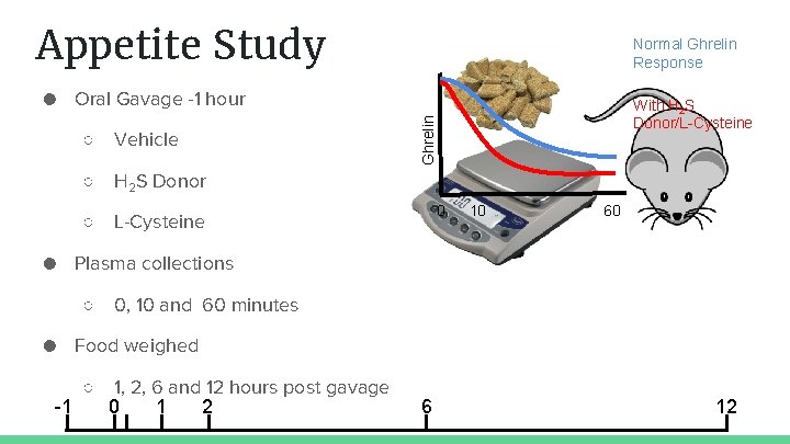 Appetite Study Normal Ghrelin Response ● Oral Gavage -1 hour Ghrelin ○ Vehicle With