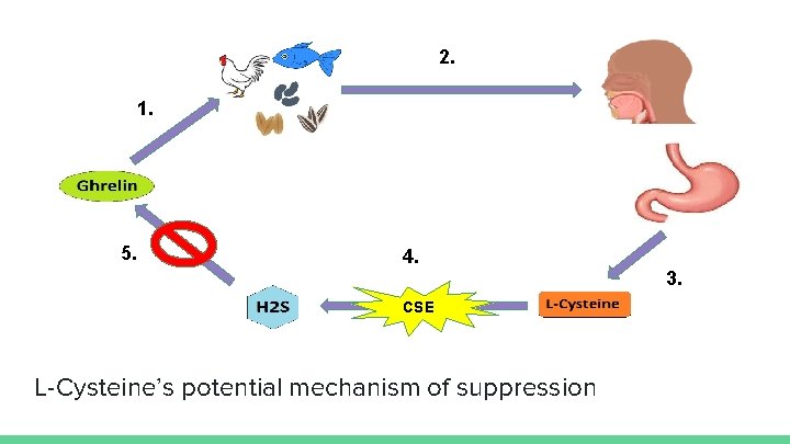 2. 1. 5. 4. 3. CSE L-Cysteine’s potential mechanism of suppression 