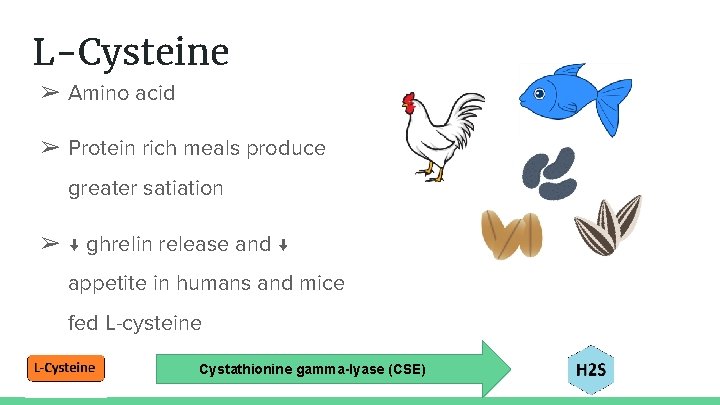 L-Cysteine ➢ Amino acid ➢ Protein rich meals produce greater satiation ➢ ↓ ghrelin