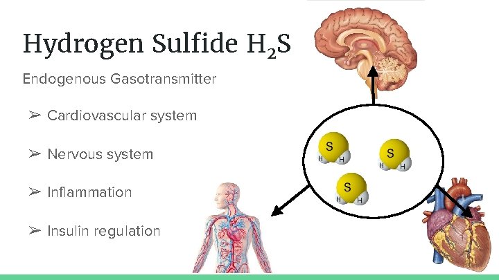 Hydrogen Sulfide H 2 S Endogenous Gasotransmitter ➢ Cardiovascular system ➢ Nervous system ➢