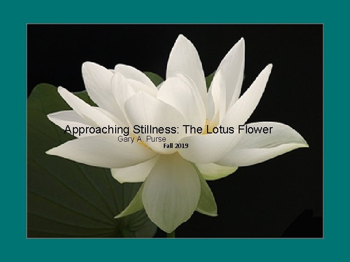  Approaching Stillness: The Lotus Flower Gary A. Purse Fall 2019 