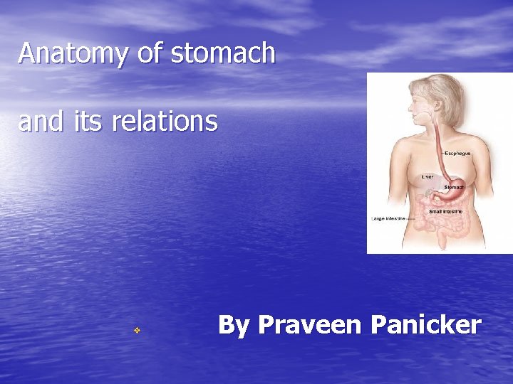 Anatomy of stomach and its relations v By Praveen Panicker 