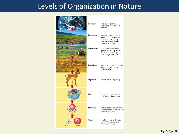 Levels of Organization in Nature Fig. 3 -5, p. 58 
