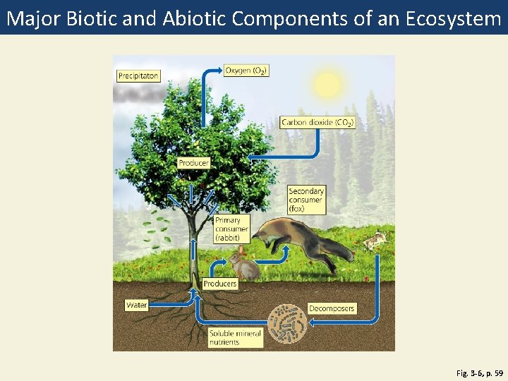 Major Biotic and Abiotic Components of an Ecosystem Fig. 3 -6, p. 59 