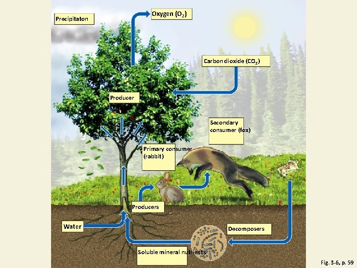 Oxygen (O 2) Precipitaton Carbon dioxide (CO 2) Producer Secondary consumer (fox) Primary consumer