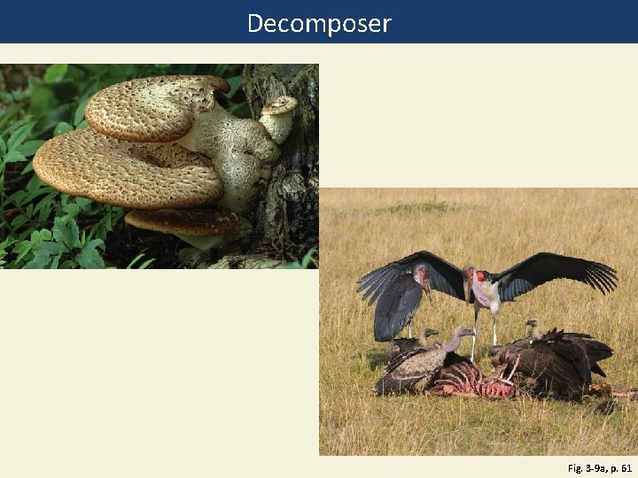 Decomposer Fig. 3 -9 a, p. 61 
