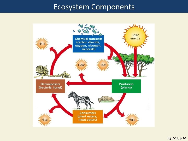 Ecosystem Components Fig. 3 -11, p. 62 