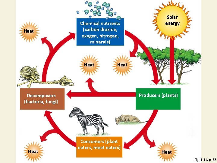 Heat Chemical nutrients (carbon dioxide, oxygen, nitrogen, minerals) Heat Producers (plants) Decomposers (bacteria, fungi)