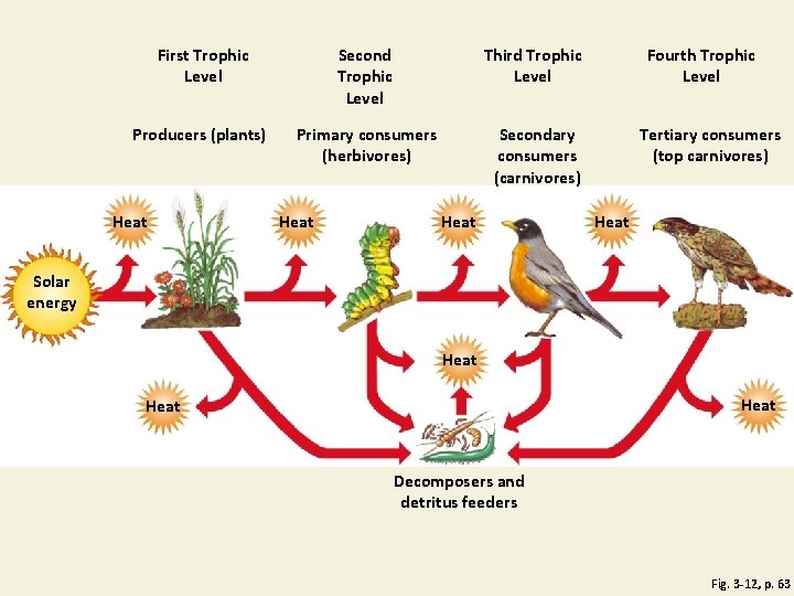 First Trophic Level Second Trophic Level Third Trophic Level Producers (plants) Primary consumers (herbivores)