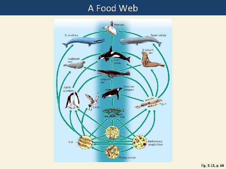 A Food Web Fig. 3 -13, p. 64 