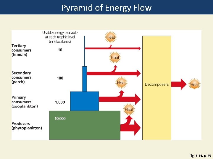 Pyramid of Energy Flow Fig. 3 -14, p. 65 