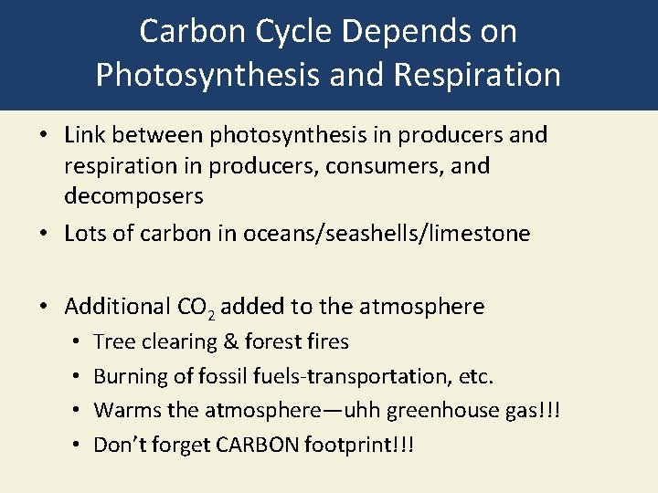 Carbon Cycle Depends on Photosynthesis and Respiration • Link between photosynthesis in producers and