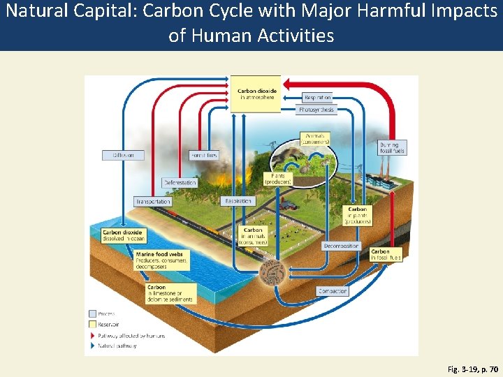 Natural Capital: Carbon Cycle with Major Harmful Impacts of Human Activities Fig. 3 -19,