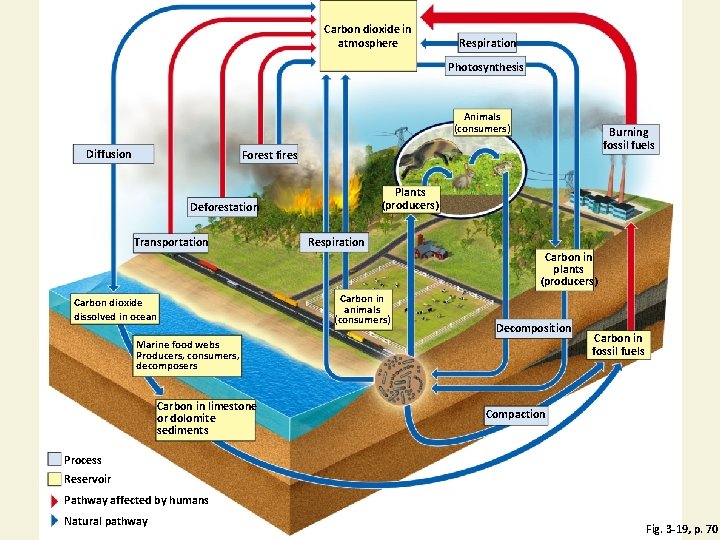 Carbon dioxide in atmosphere Respiration Photosynthesis Animals (consumers) Diffusion Burning fossil fuels Forest fires