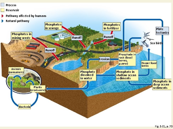 Process Reservoir Pathway affected by humans Natural pathway Phosphates in sewage Phosphates in mining