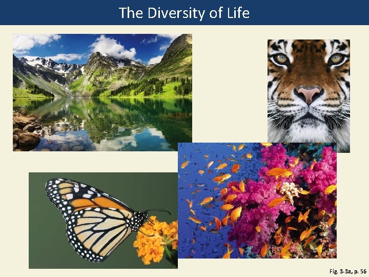 The Diversity of Life Fig. 3 -3 a, p. 56 