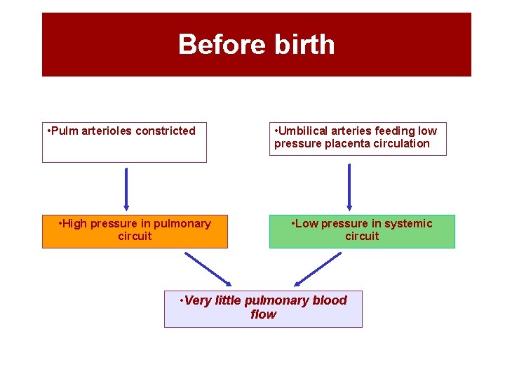 Before birth • Pulm arterioles constricted • High pressure in pulmonary circuit • Umbilical