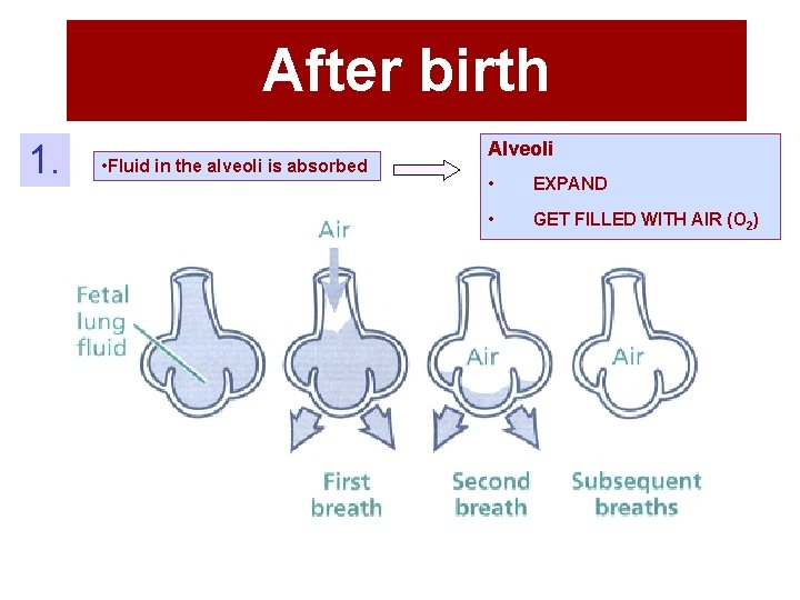 After birth 1. • Fluid in the alveoli is absorbed Alveoli • EXPAND •