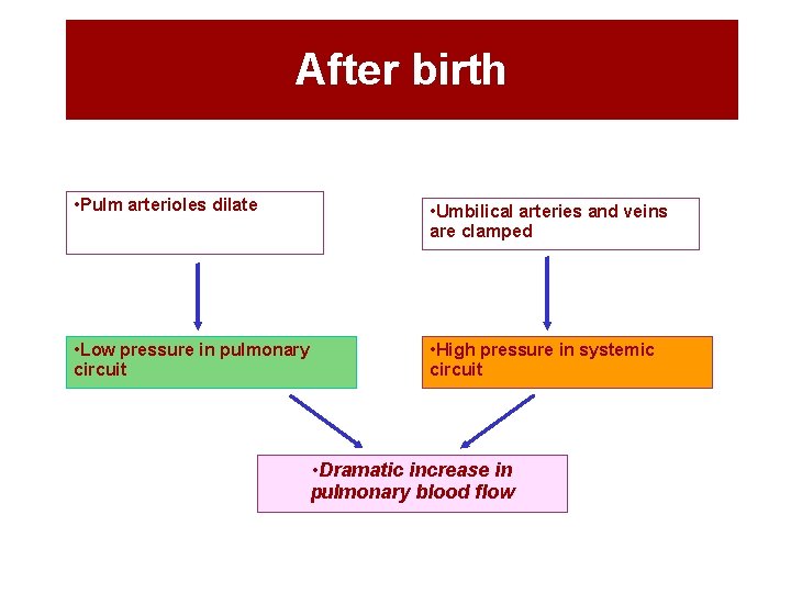 After birth • Pulm arterioles dilate • Umbilical arteries and veins are clamped •