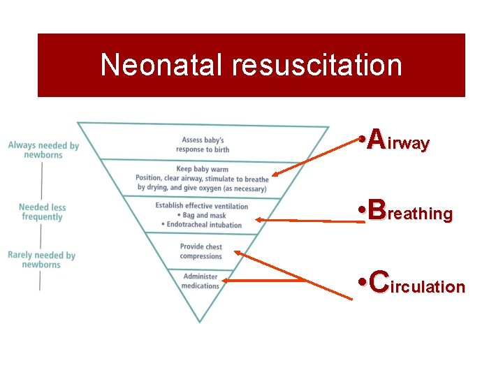 Neonatal resuscitation • Airway • Breathing • Circulation 