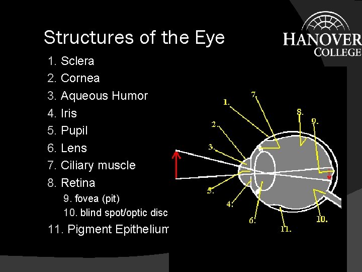 Structures of the Eye 1. Sclera 2. Cornea 3. Aqueous Humor 4. Iris 5.