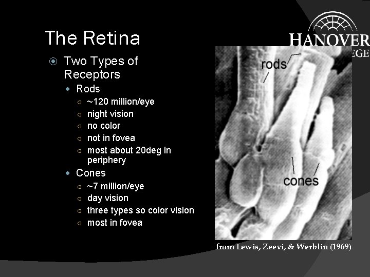 The Retina Two Types of Receptors Rods ○ ~120 million/eye ○ night vision ○