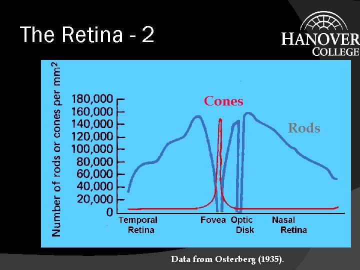 The Retina - 2 Cones Rods Data from Osterberg (1935). 