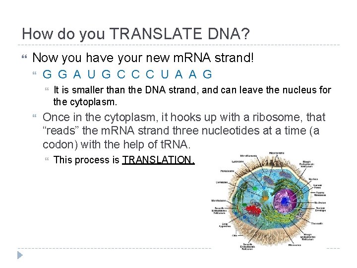 How do you TRANSLATE DNA? Now you have your new m. RNA strand! G How do you TRANSLATE DNA? Now you have your new m. RNA strand! G