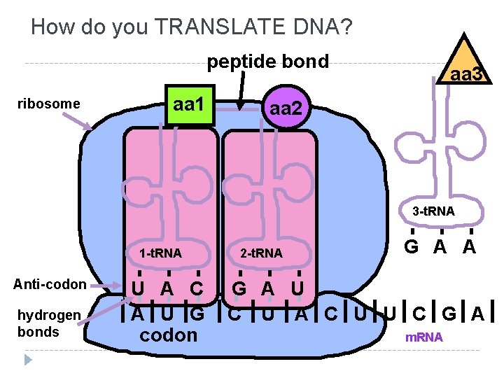 How do you TRANSLATE DNA? peptide bond ribosome aa 1 aa 3 aa 2 How do you TRANSLATE DNA? peptide bond ribosome aa 1 aa 3 aa 2