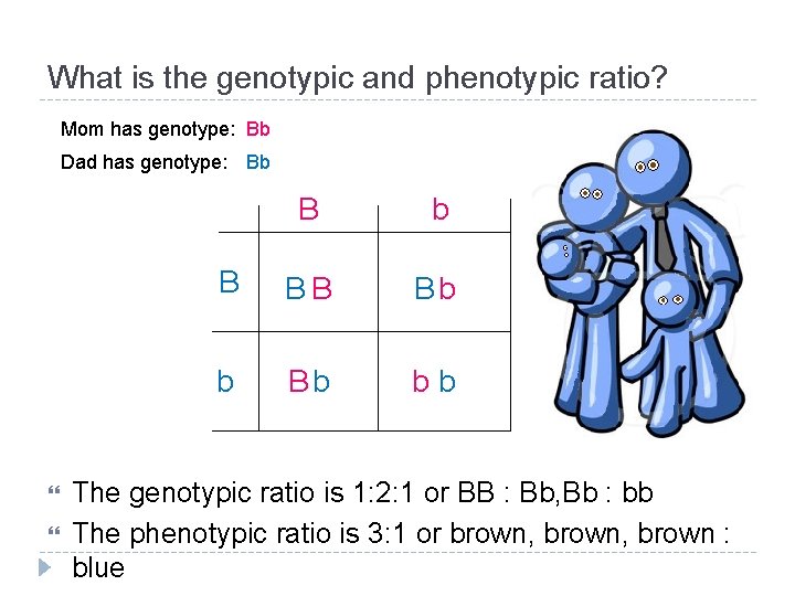 What is the genotypic and phenotypic ratio? Mom has genotype: Bb Dad has genotype: What is the genotypic and phenotypic ratio? Mom has genotype: Bb Dad has genotype: