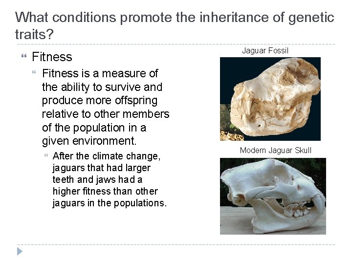 What conditions promote the inheritance of genetic traits? Fitness is a measure of the What conditions promote the inheritance of genetic traits? Fitness is a measure of the