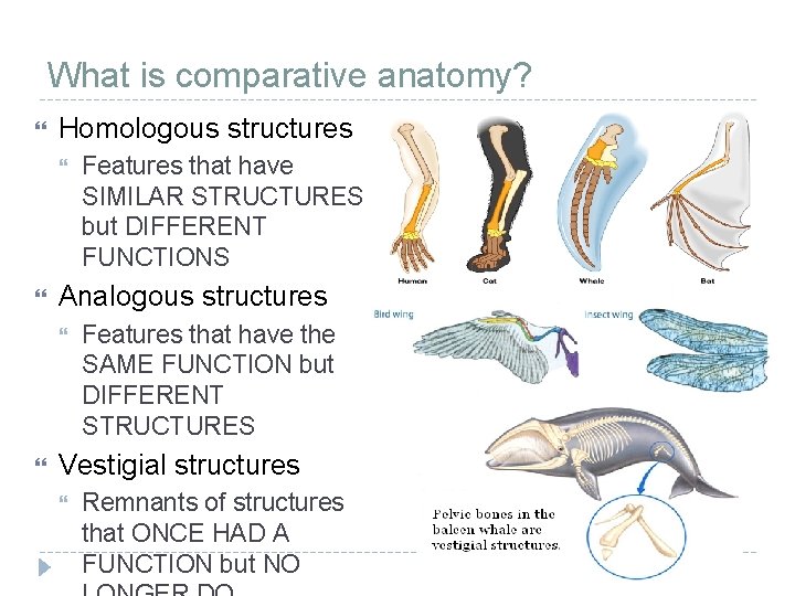 What is comparative anatomy? Homologous structures Analogous structures Features that have SIMILAR STRUCTURES but What is comparative anatomy? Homologous structures Analogous structures Features that have SIMILAR STRUCTURES but