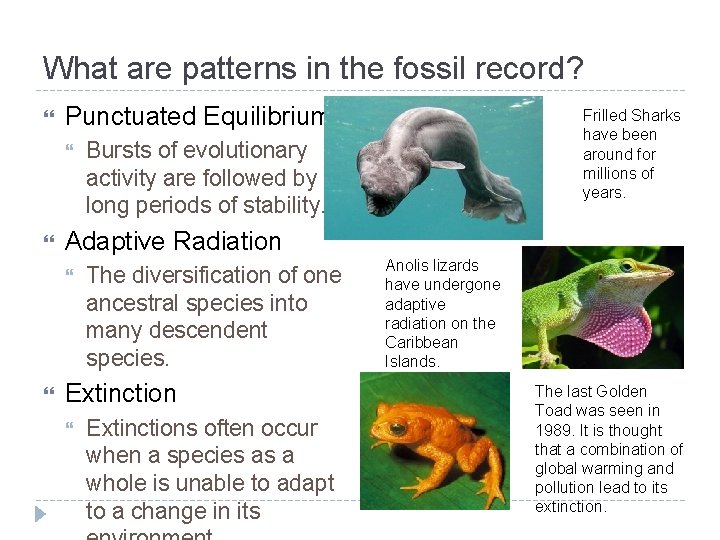 What are patterns in the fossil record? Punctuated Equilibrium Bursts of evolutionary activity are What are patterns in the fossil record? Punctuated Equilibrium Bursts of evolutionary activity are