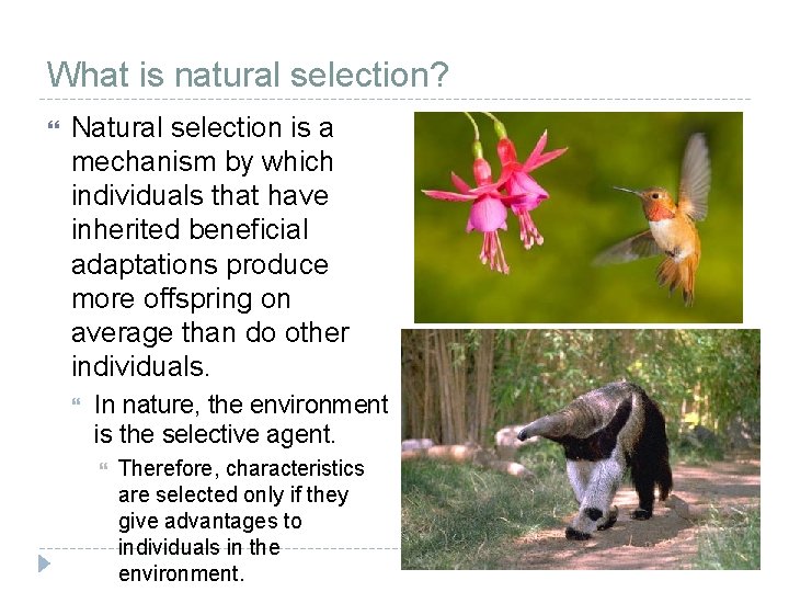 What is natural selection? Natural selection is a mechanism by which individuals that have What is natural selection? Natural selection is a mechanism by which individuals that have