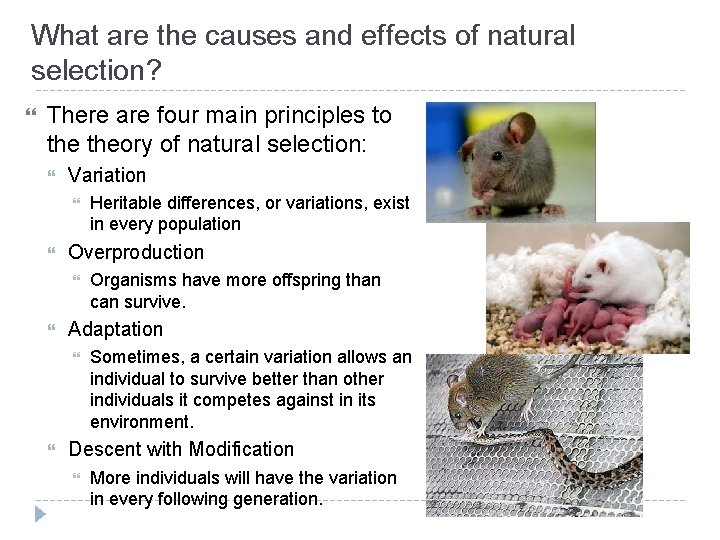 What are the causes and effects of natural selection? There are four main principles What are the causes and effects of natural selection? There are four main principles