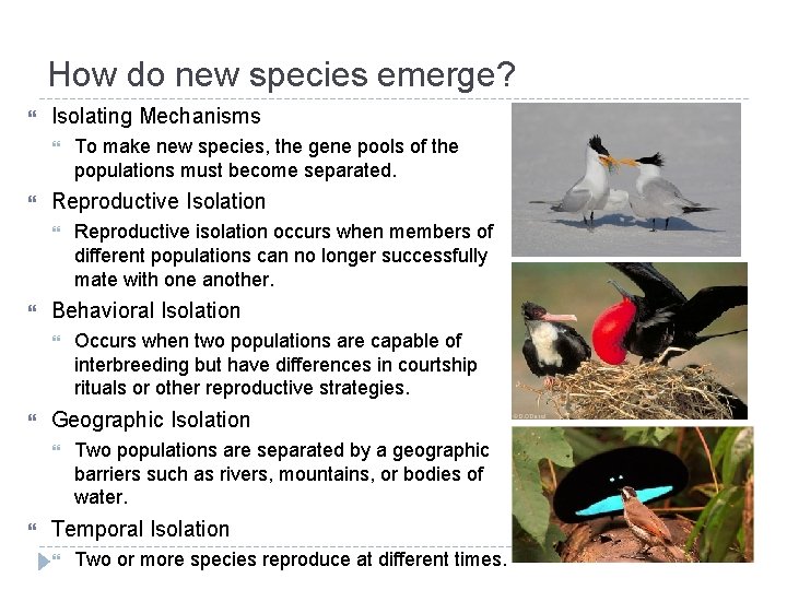 How do new species emerge? Isolating Mechanisms Reproductive Isolation Occurs when two populations are How do new species emerge? Isolating Mechanisms Reproductive Isolation Occurs when two populations are