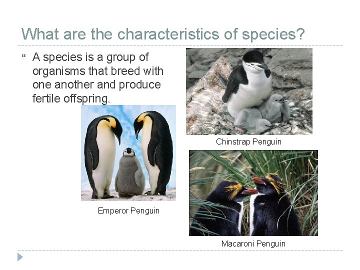 What are the characteristics of species? A species is a group of organisms that What are the characteristics of species? A species is a group of organisms that