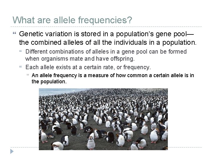 What are allele frequencies? Genetic variation is stored in a population’s gene pool— the What are allele frequencies? Genetic variation is stored in a population’s gene pool— the