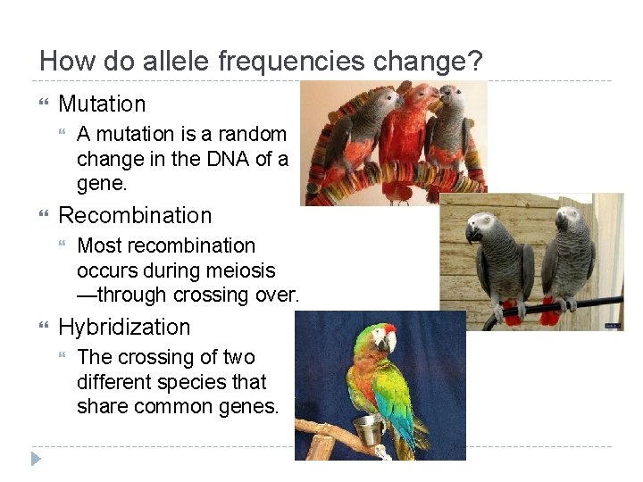 How do allele frequencies change? Mutation Recombination A mutation is a random change in How do allele frequencies change? Mutation Recombination A mutation is a random change in