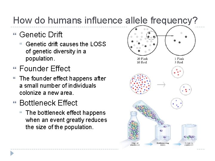 How do humans influence allele frequency? Genetic Drift Genetic drift causes the LOSS of How do humans influence allele frequency? Genetic Drift Genetic drift causes the LOSS of