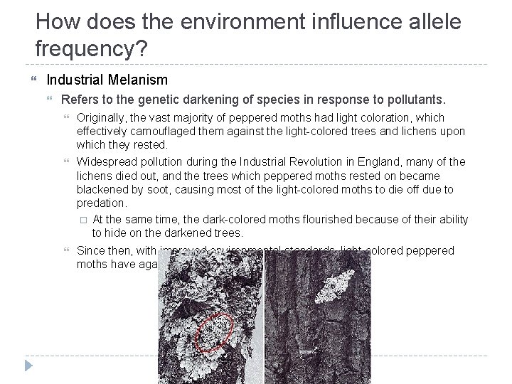 How does the environment influence allele frequency? Industrial Melanism Refers to the genetic darkening How does the environment influence allele frequency? Industrial Melanism Refers to the genetic darkening