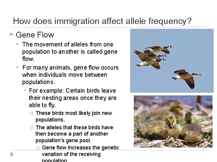 How does immigration affect allele frequency? Gene Flow The movement of alleles from one How does immigration affect allele frequency? Gene Flow The movement of alleles from one