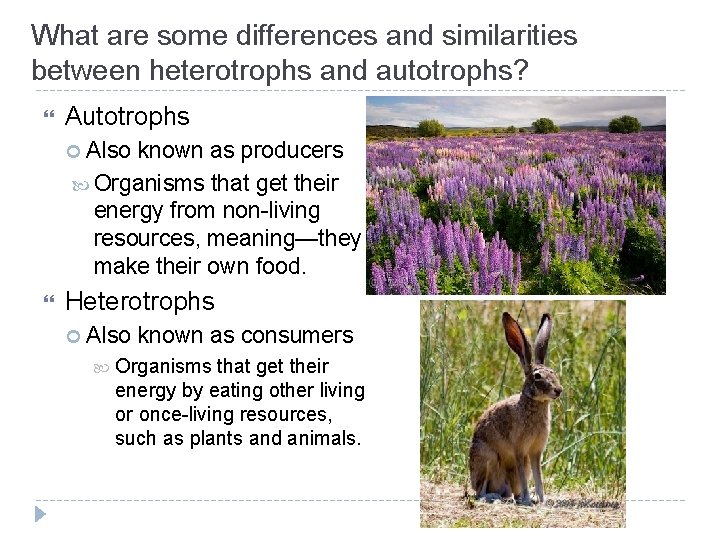 What are some differences and similarities between heterotrophs and autotrophs? Autotrophs Also known as What are some differences and similarities between heterotrophs and autotrophs? Autotrophs Also known as
