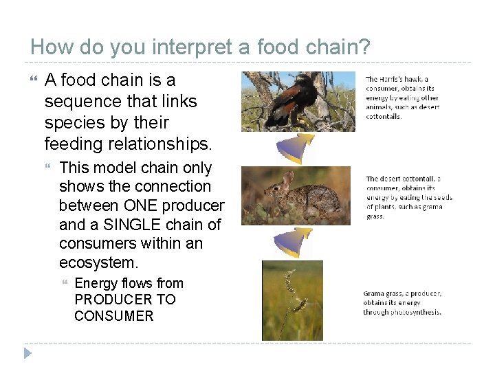 How do you interpret a food chain? A food chain is a sequence that How do you interpret a food chain? A food chain is a sequence that