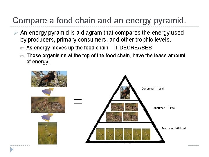 Compare a food chain and an energy pyramid. An energy pyramid is a diagram Compare a food chain and an energy pyramid. An energy pyramid is a diagram